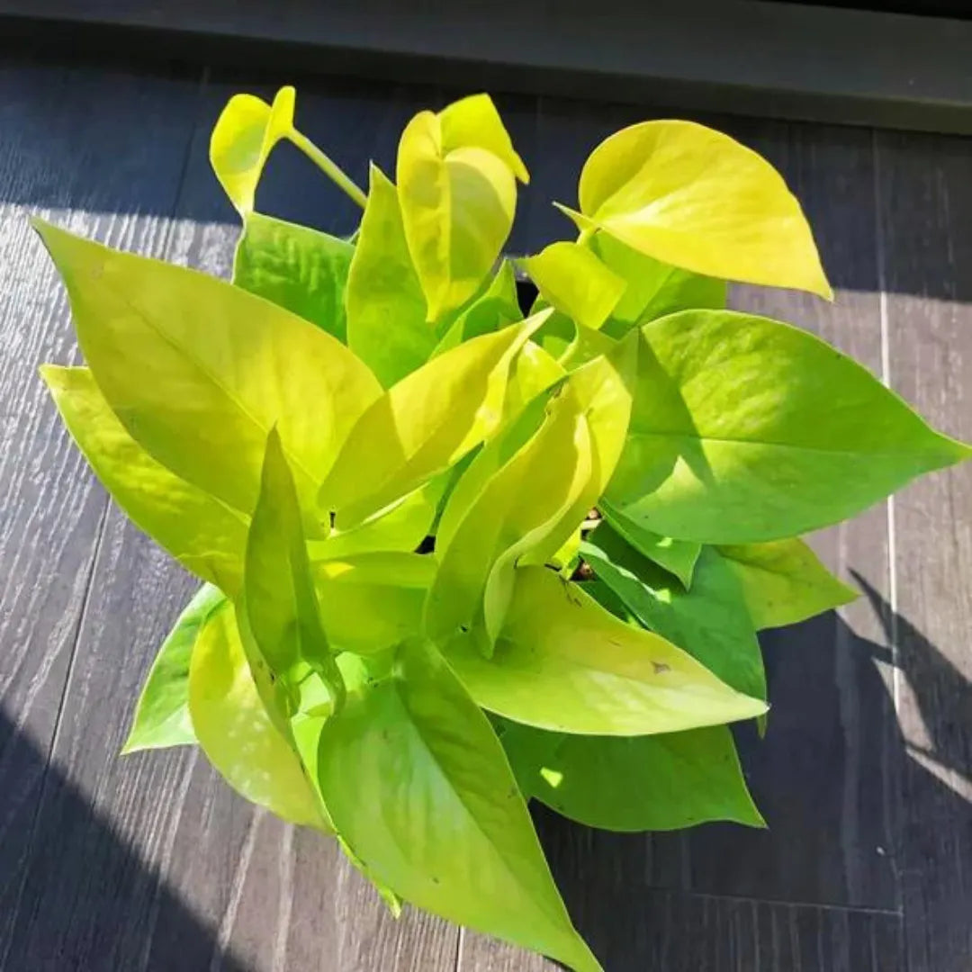 Neon Pothos Plant