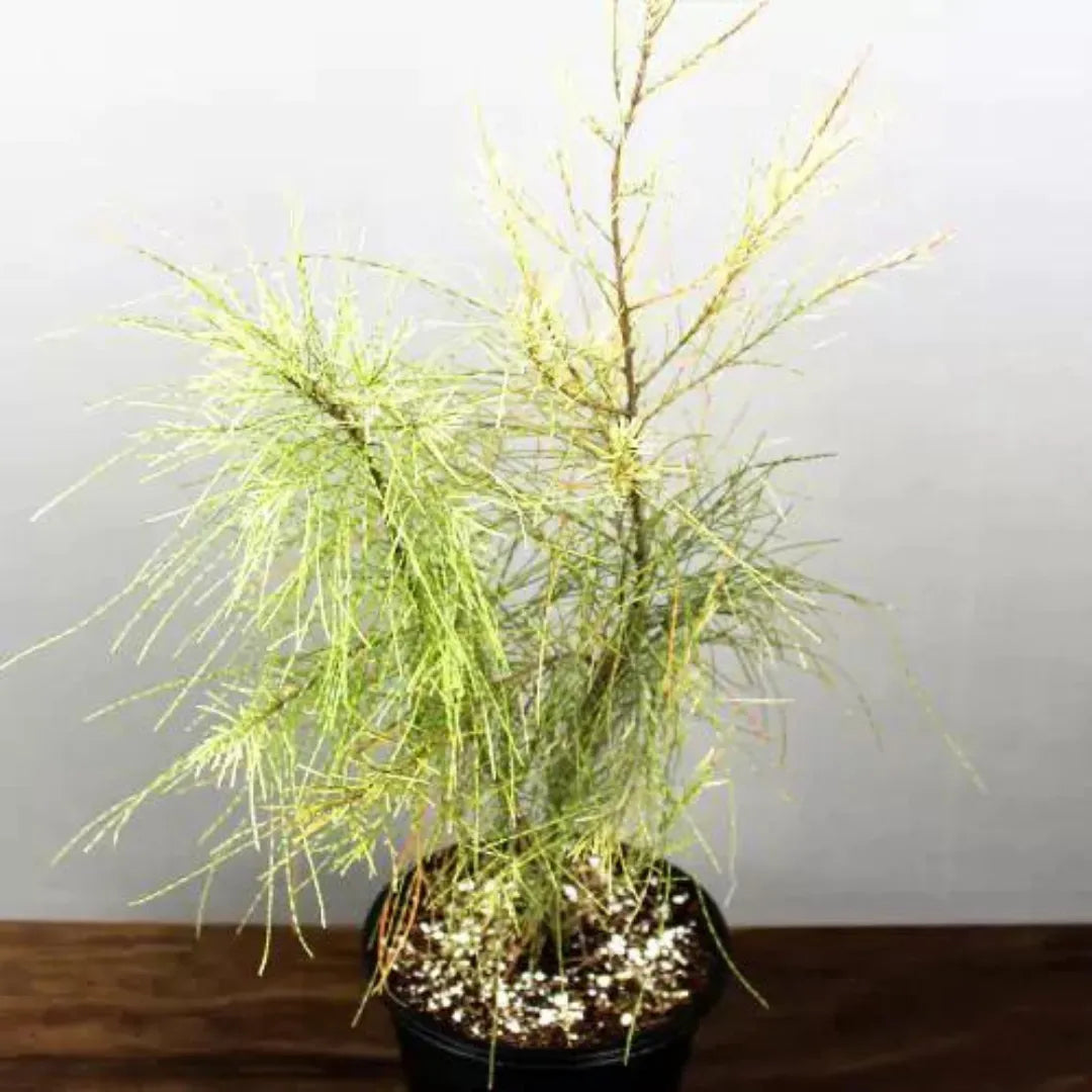 Pack of 7 Pine Plant