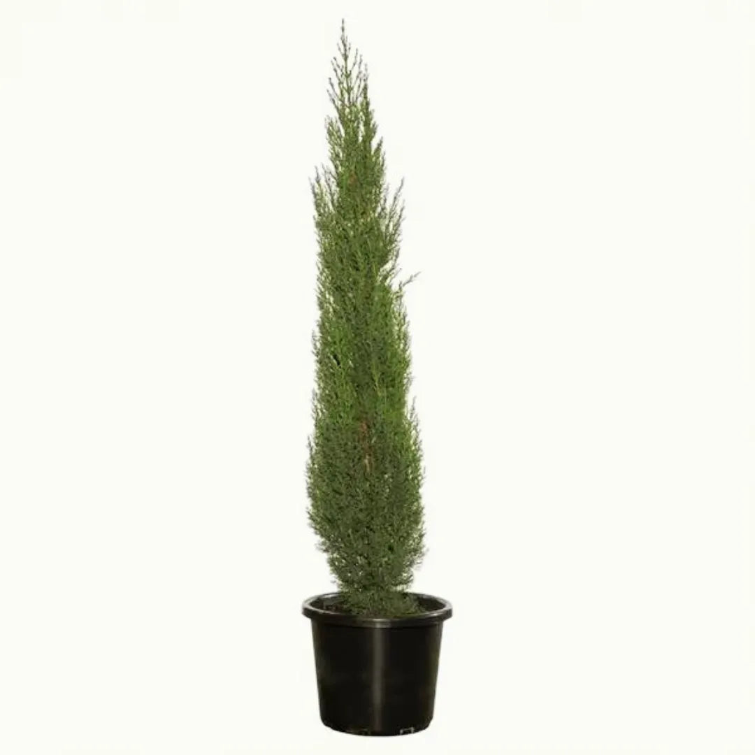Pack of 7 Pine Plant
