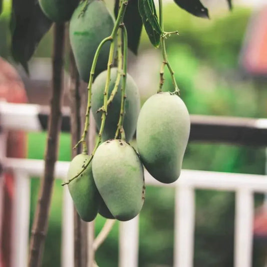 Alphonso Mango | Hapus Aam (Grafted-Plant)