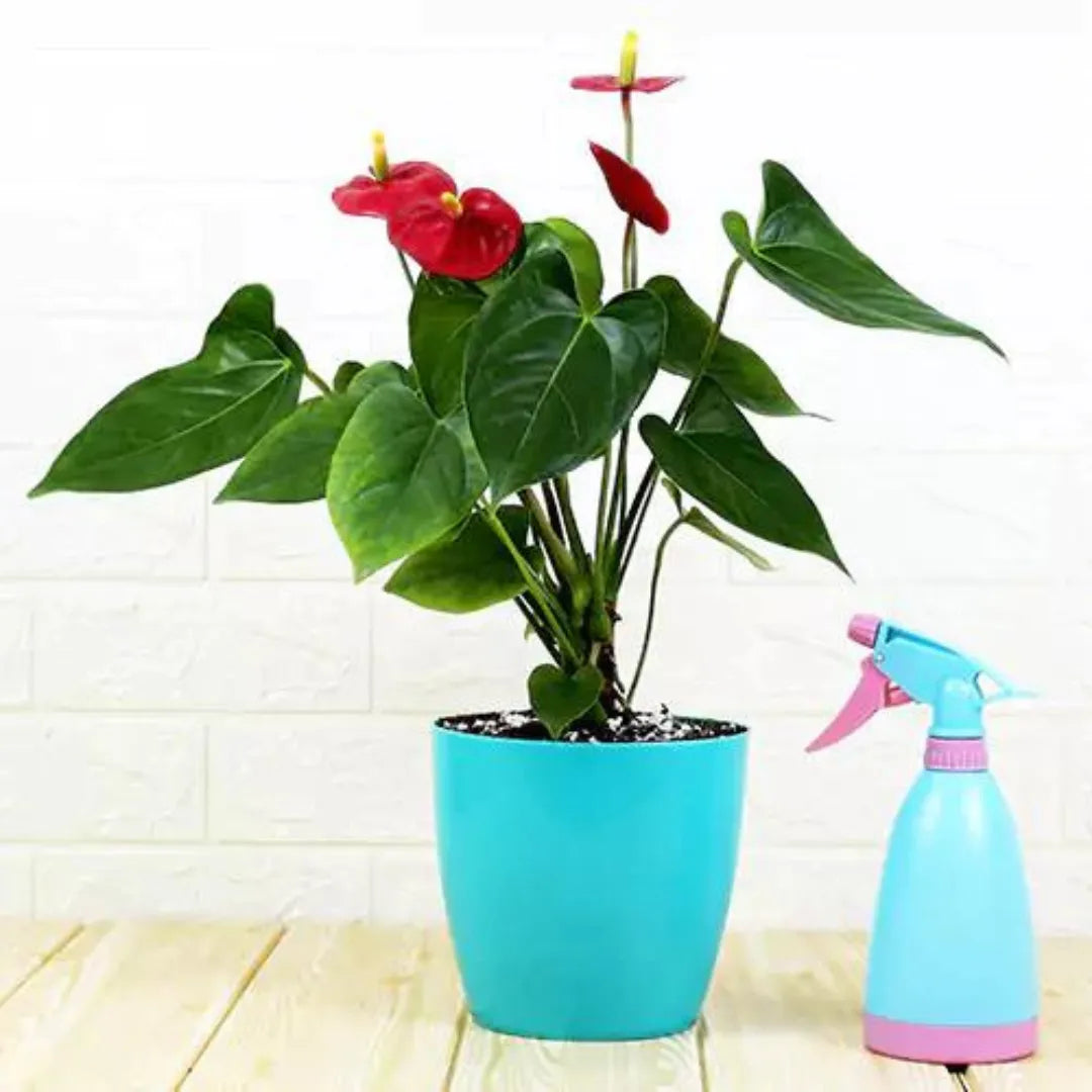 Anthurium painteres palette ( Red )