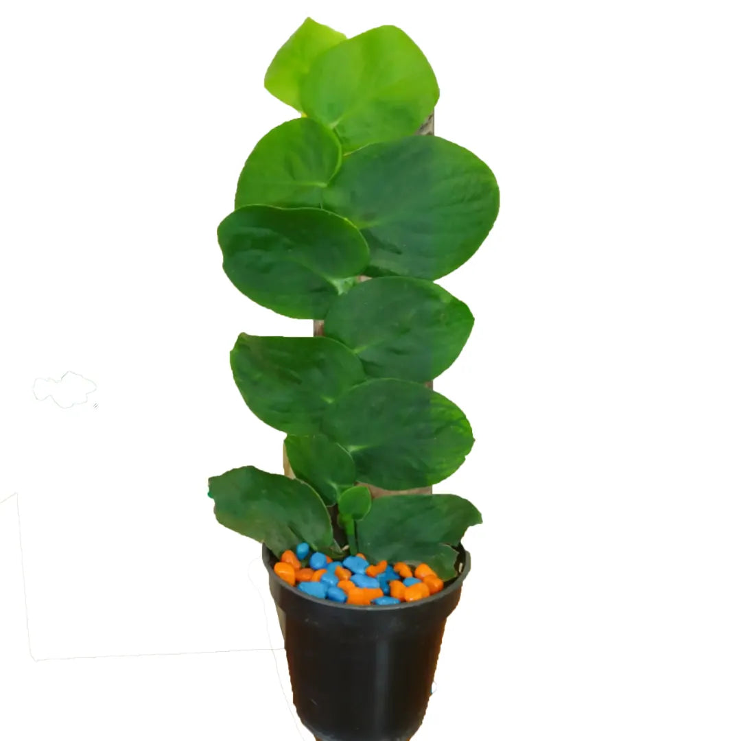 Rhaphidophora Hayi "Shingal" Creeper - Plant