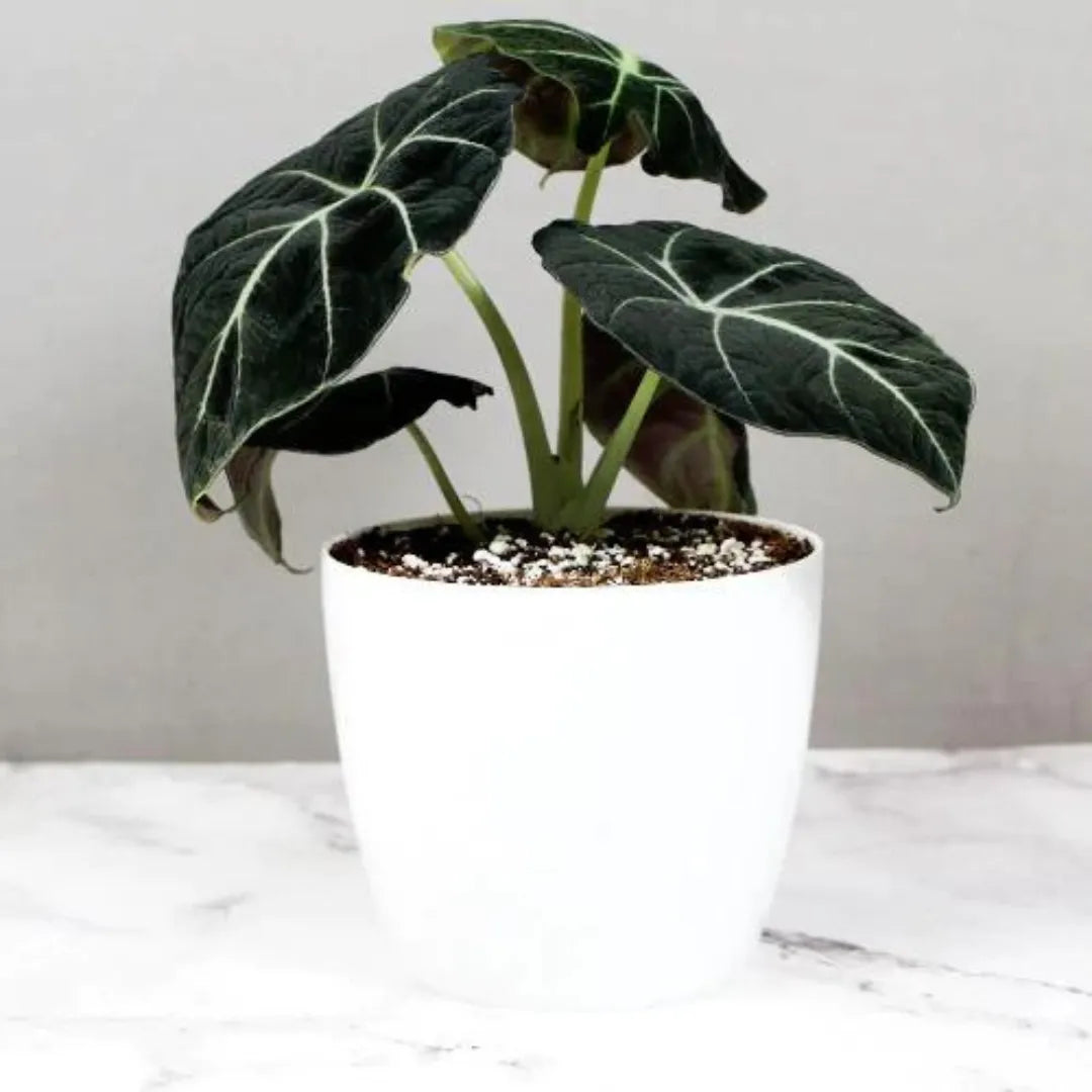 Alocasia 'Black Velvet' (Alocasia reginula)