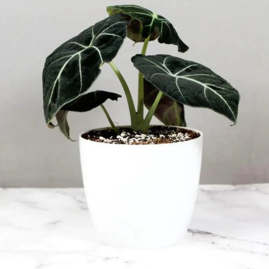 Alocasia Black Velvet Plant