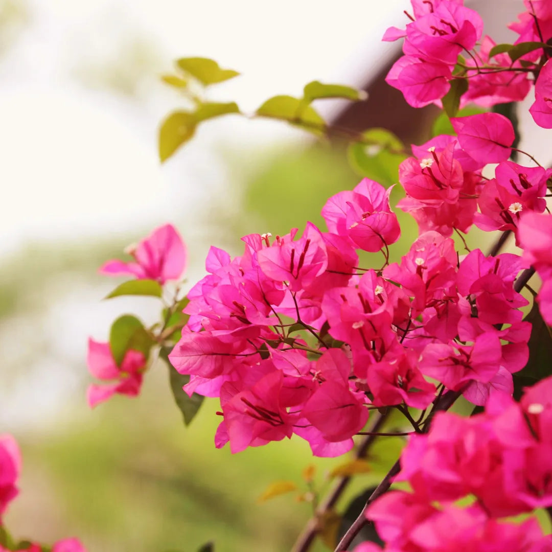Bougainvillea Pink Flower