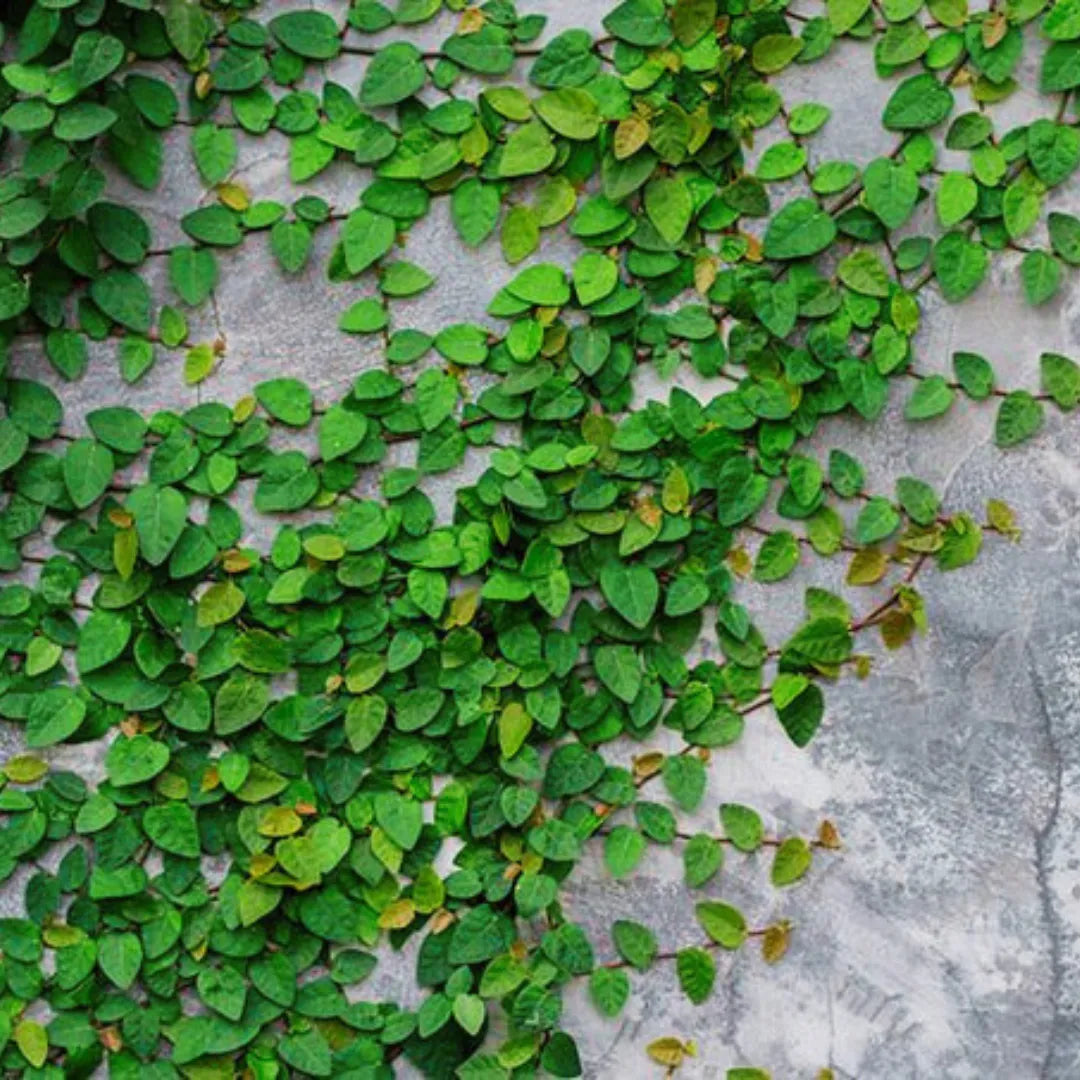 Ficus Pumila Creeping Plant