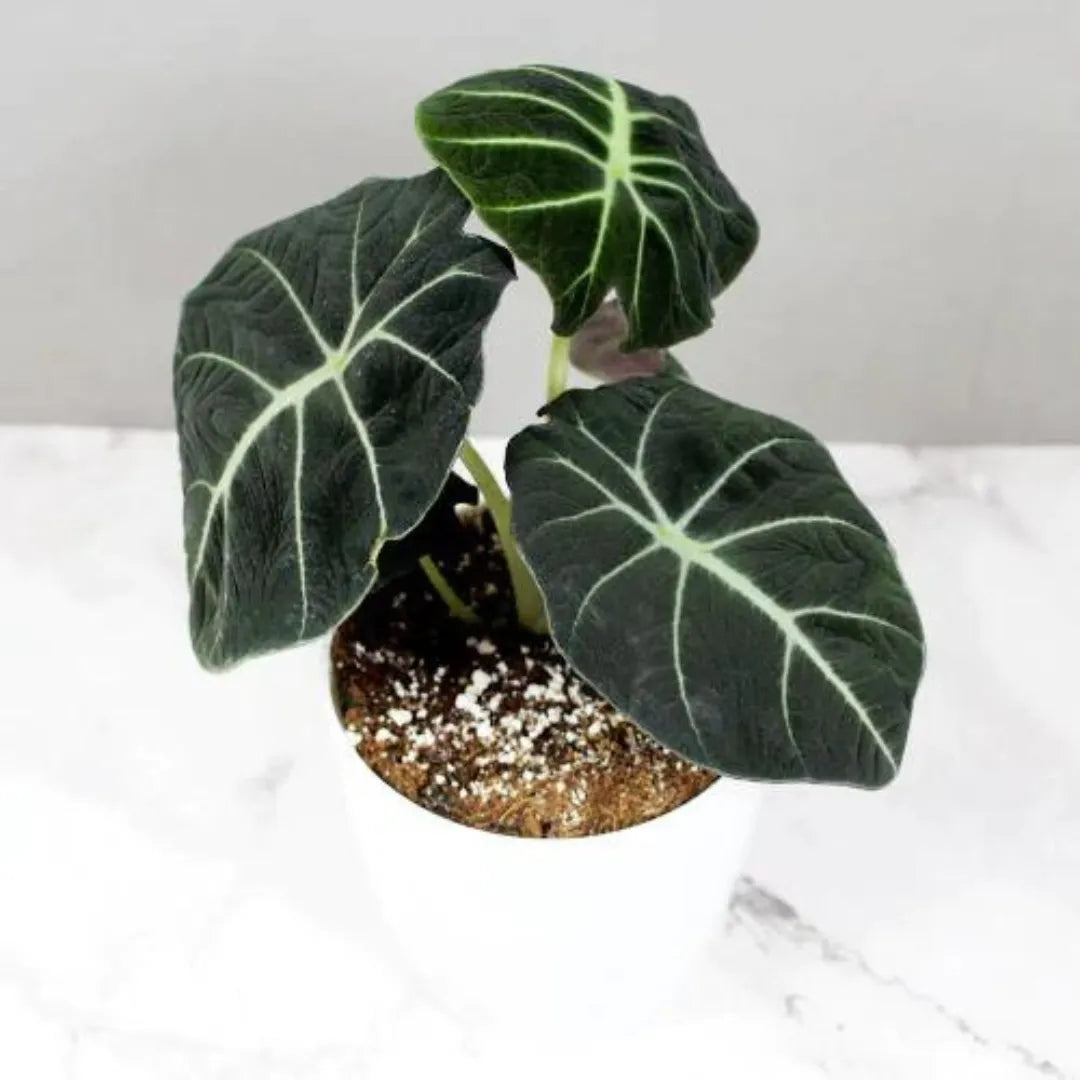 Alocasia Reginula Black Plant