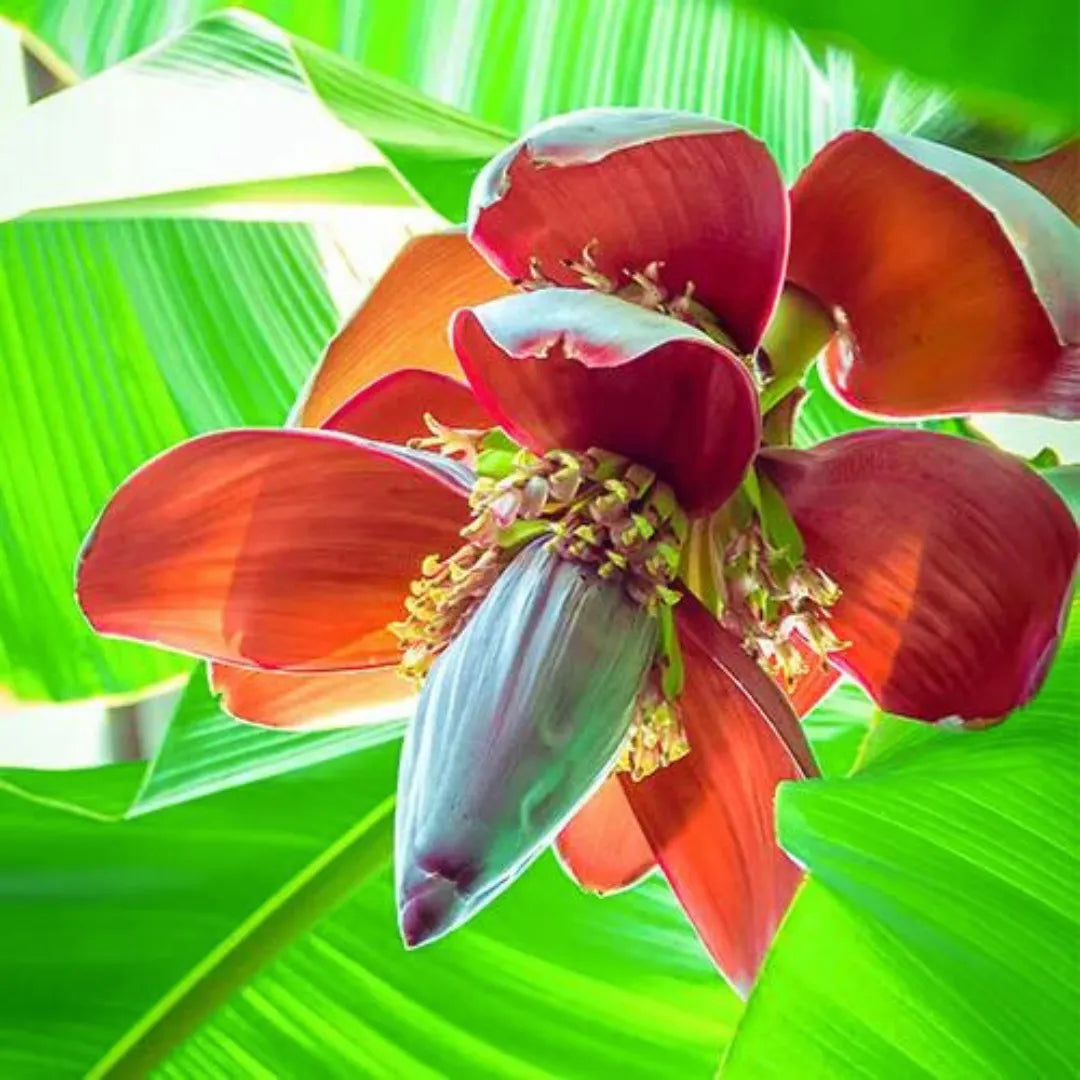 Buy Dwarf Musa Acuminata - Plant Online at Lalitenterprise