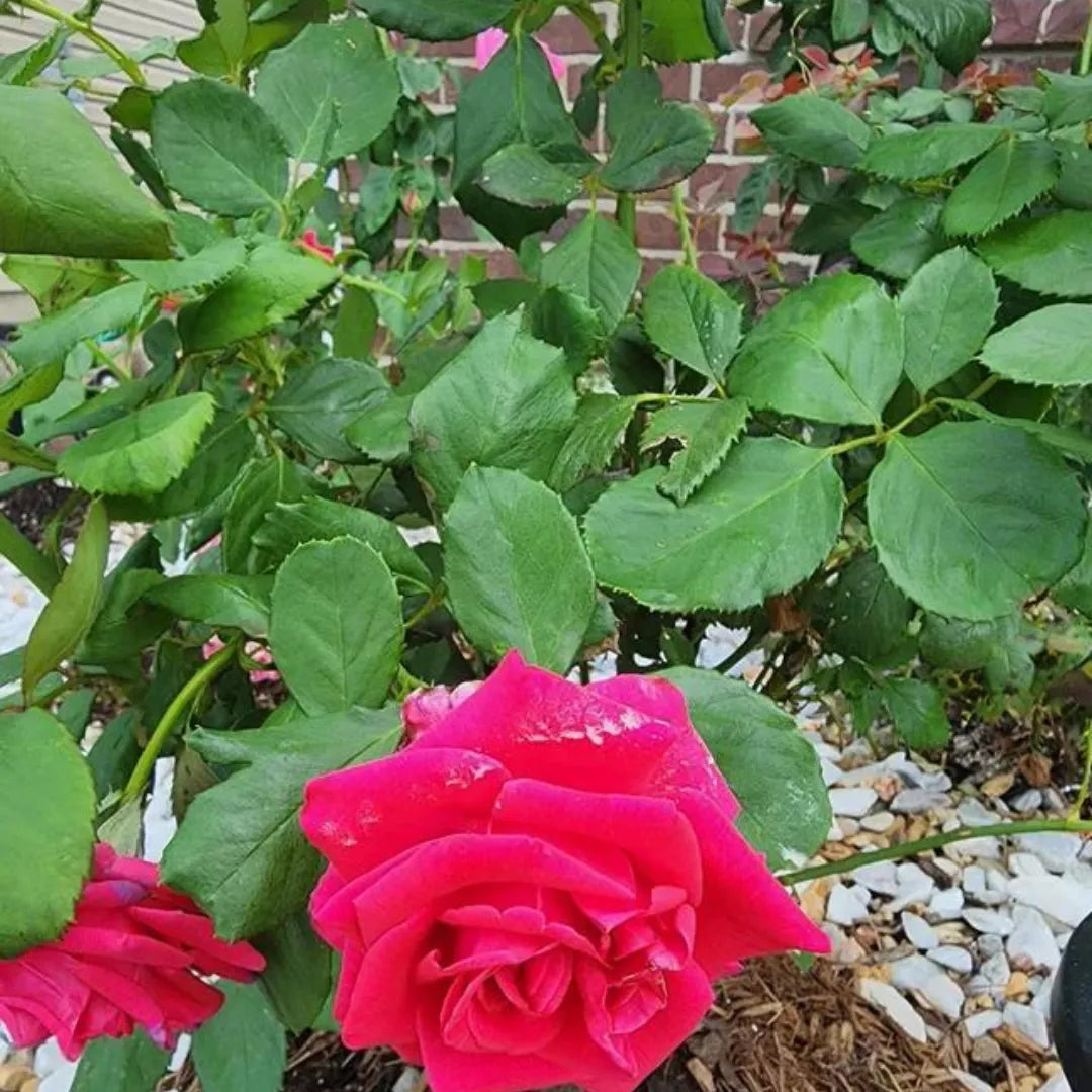 Buy Pink Rose - Plant Online at Lalitenterprise