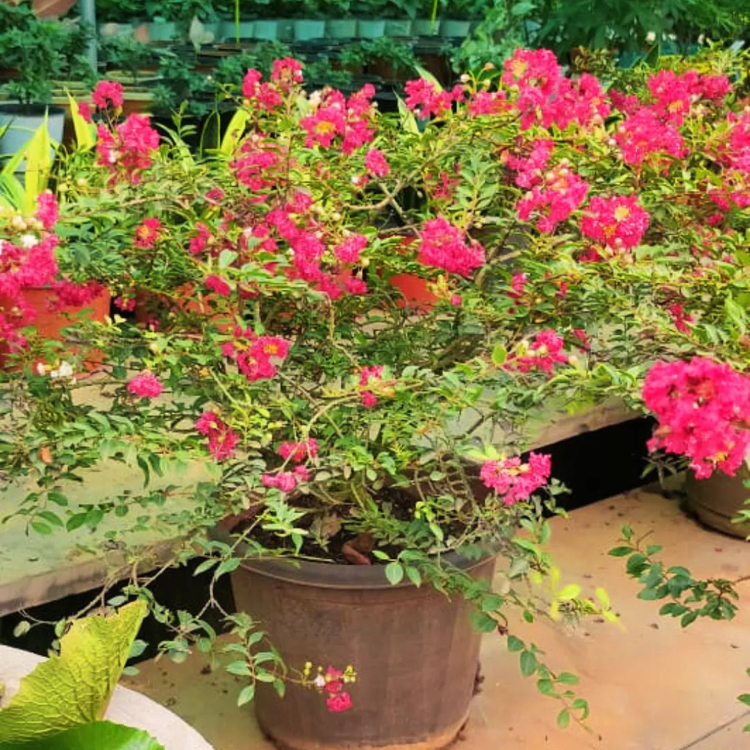 Dwarf Crape Myrtle "Pink" - Plant