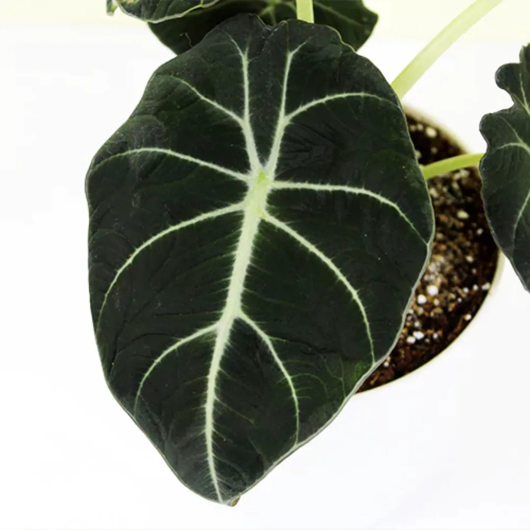 Buy Alocasia Reginula Black Plant - Lalit enterprise