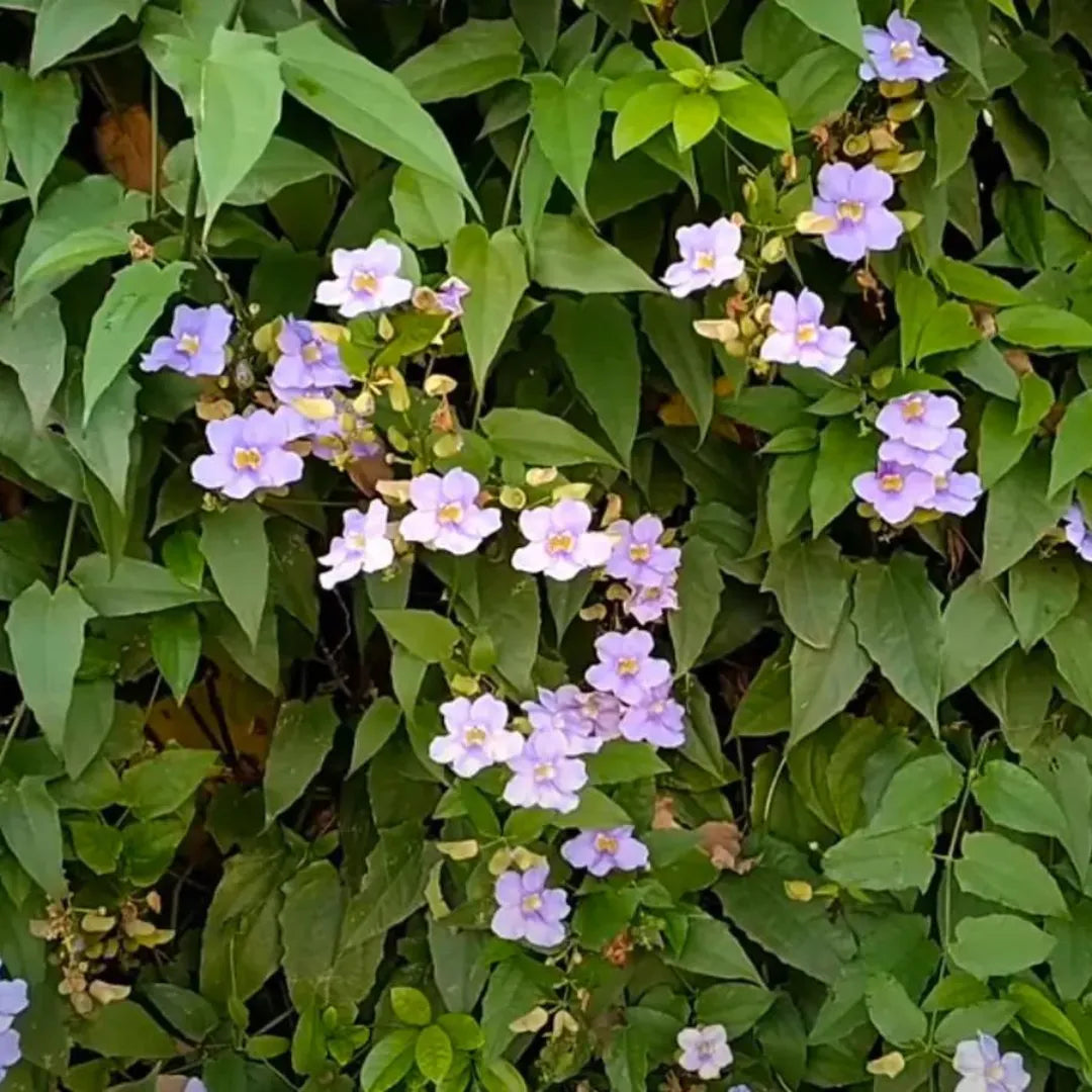 Bengal clockvine - Plant