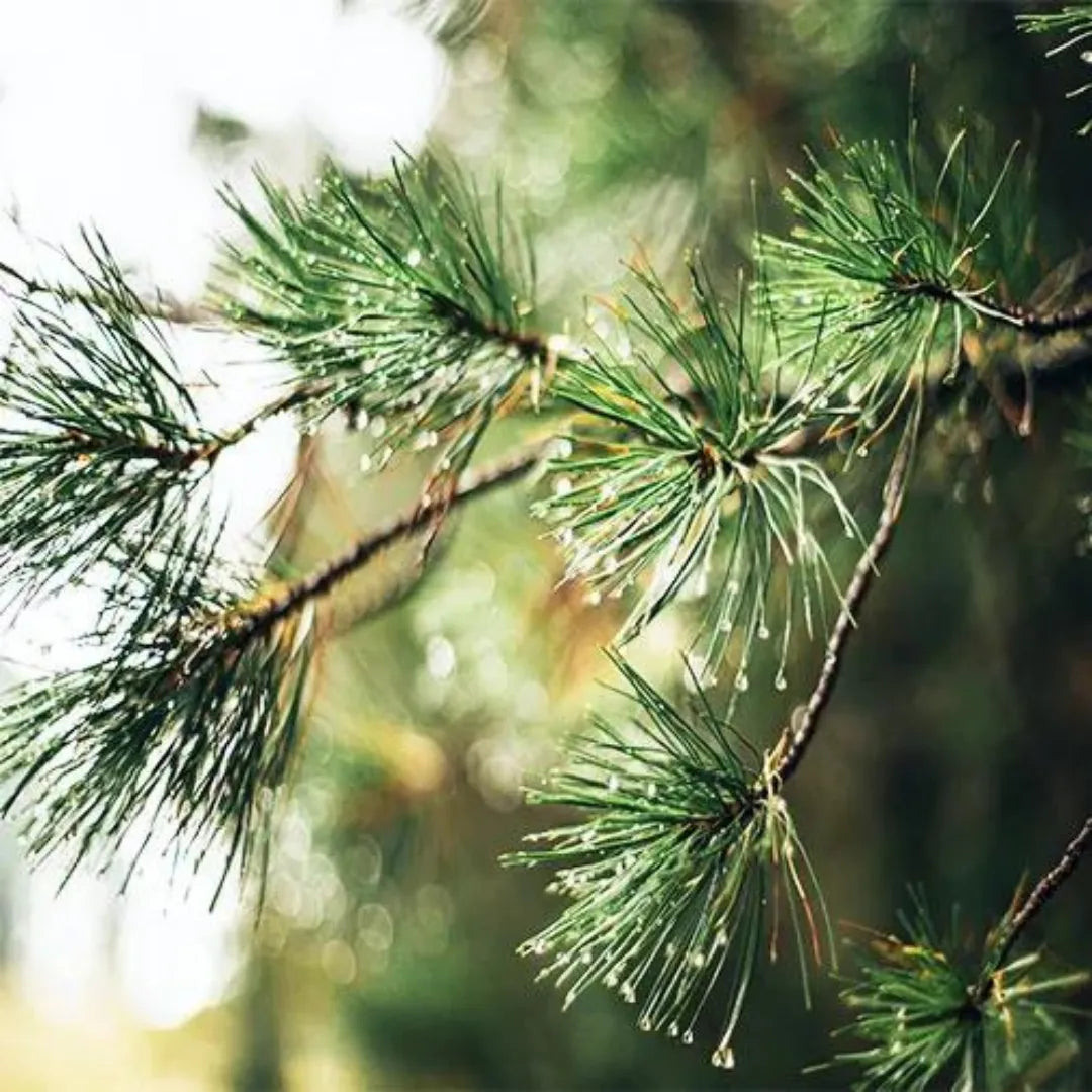 Pack of 7 Pine Plant