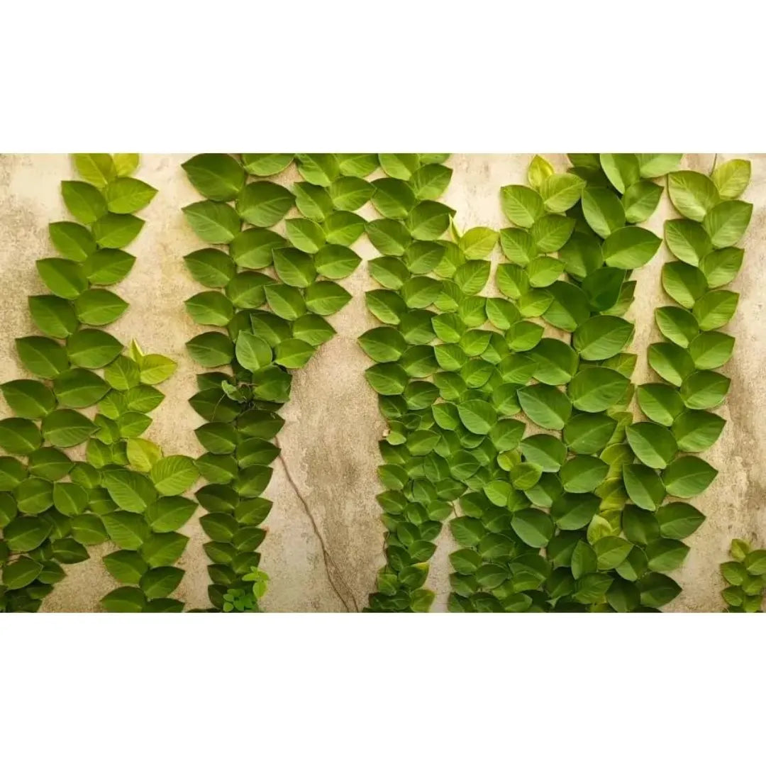 Shingal Creeper - Plant