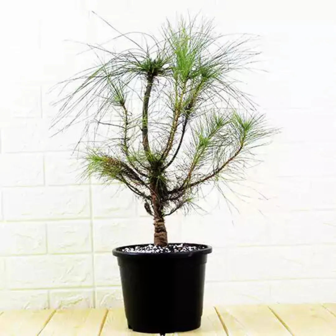 Himalayan Pine