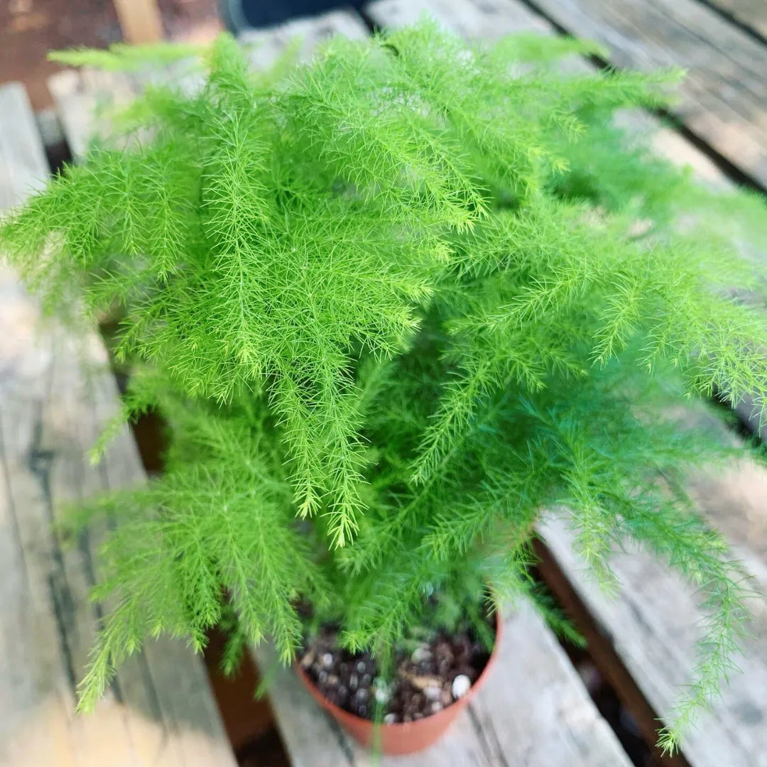 Asparagus Setaceus | Asparagus Fern - Plant