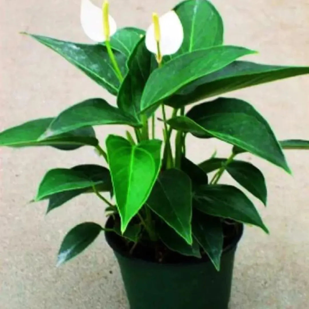 Andraeanum Plants