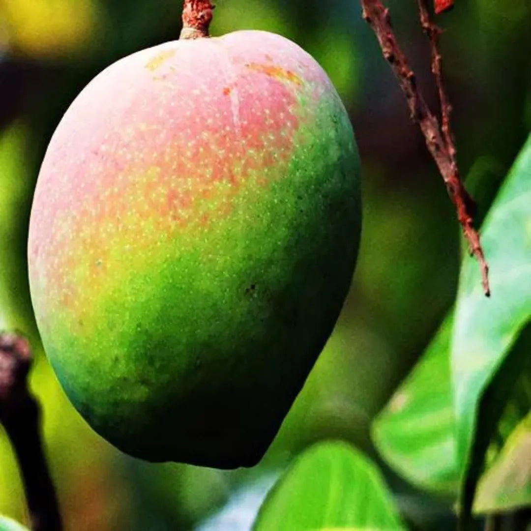 Amrapali Mango (Grafted) - Plant