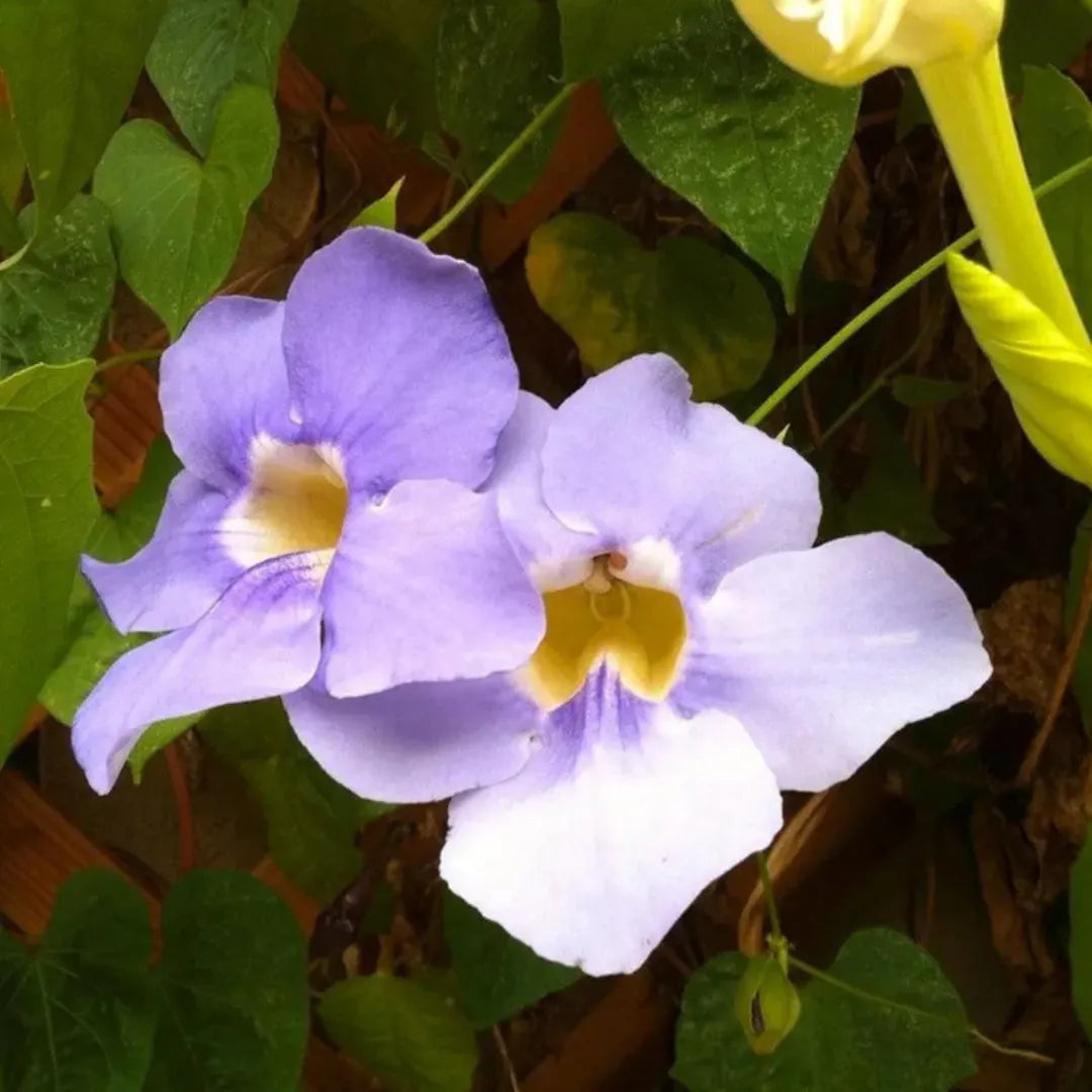 Thunbergia grandiflora Flower