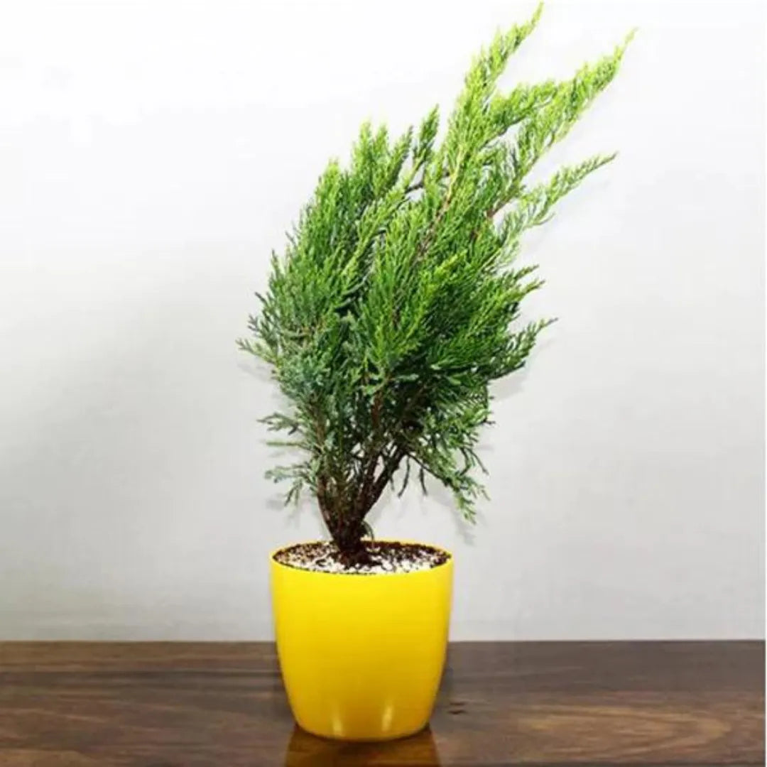 Pack of 7 Pine Plant
