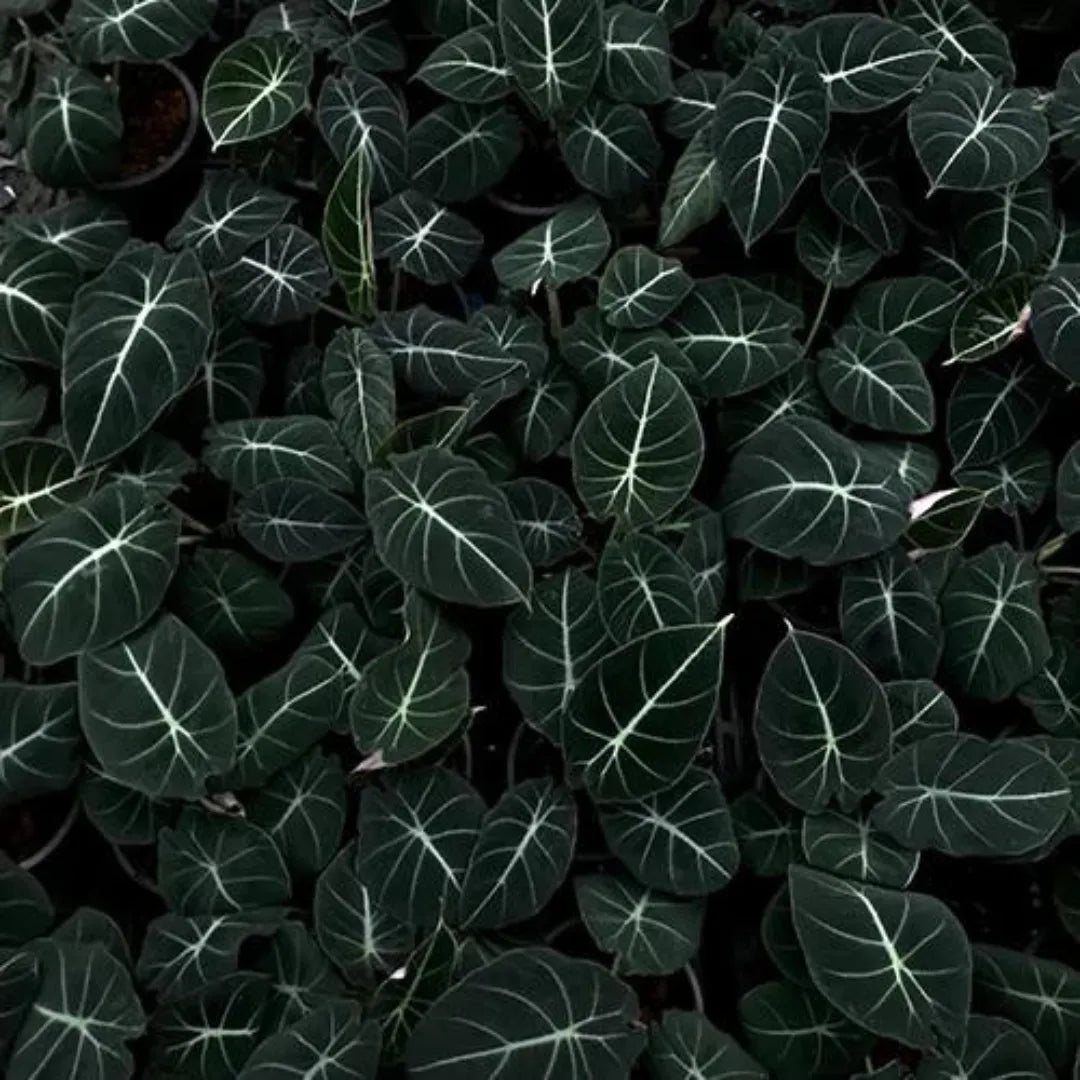 Buy Alocasia Black Velvet Plant - lalit enterprise