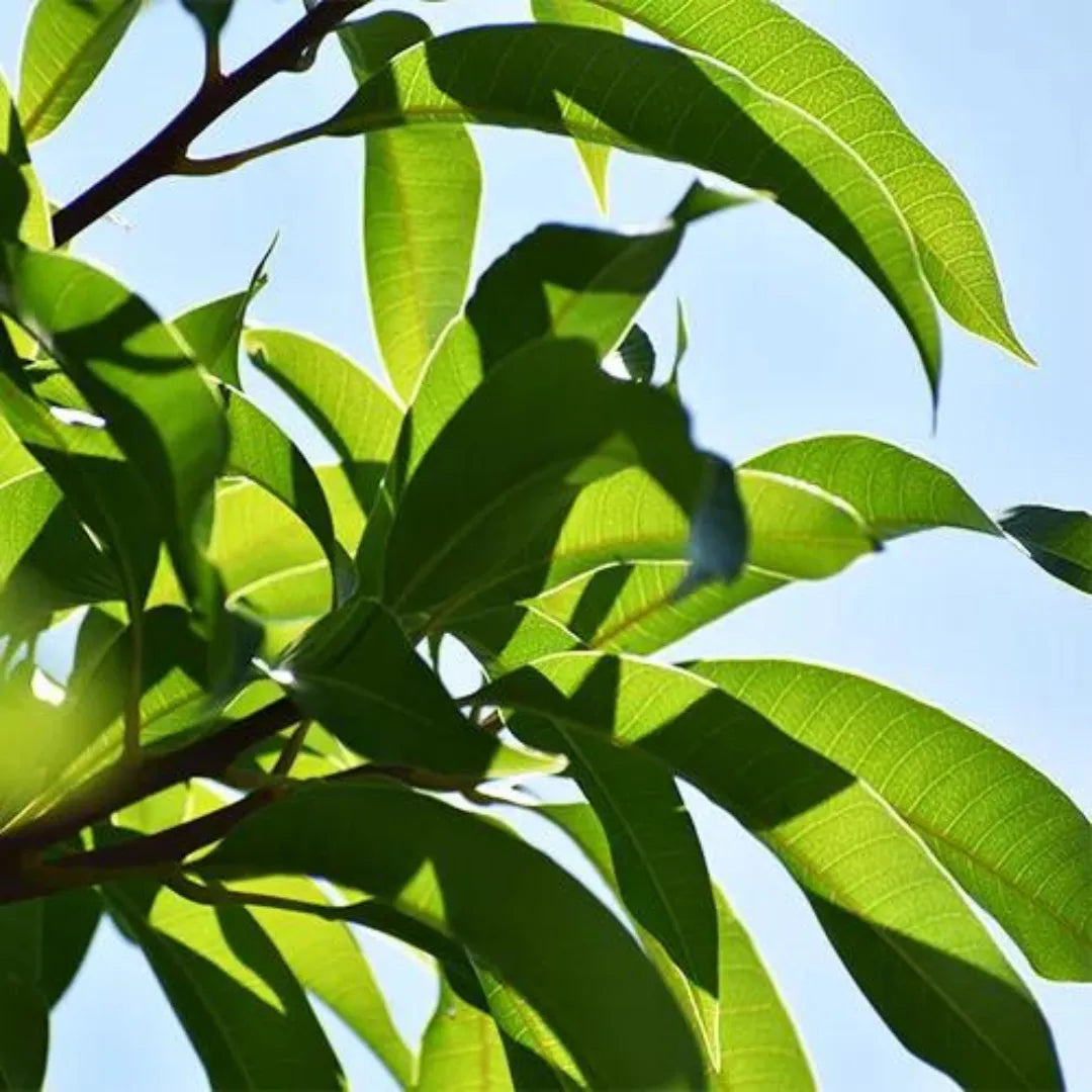 Amrapali Mango (Grafted) - Plant