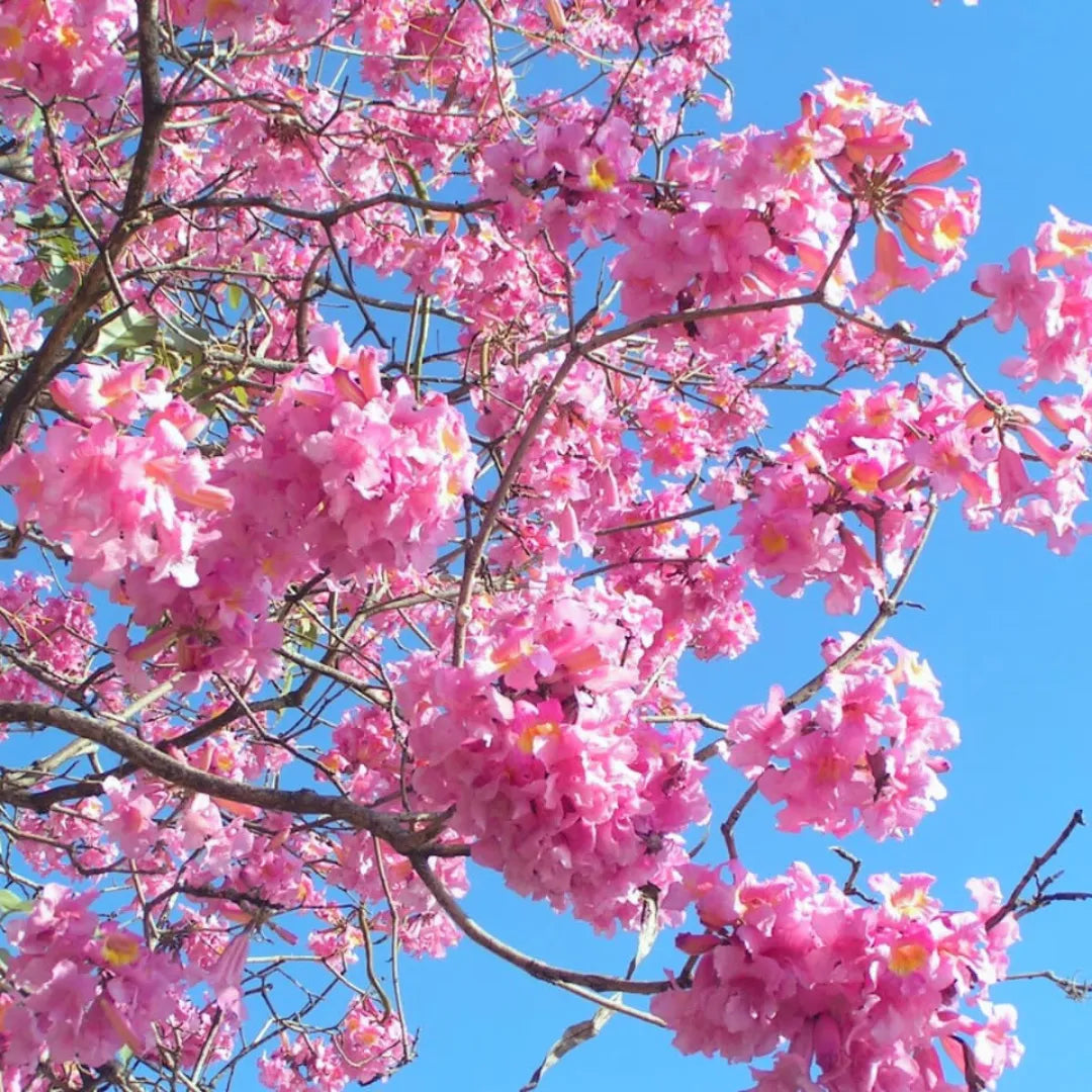 Pink Poui Flowering Plant