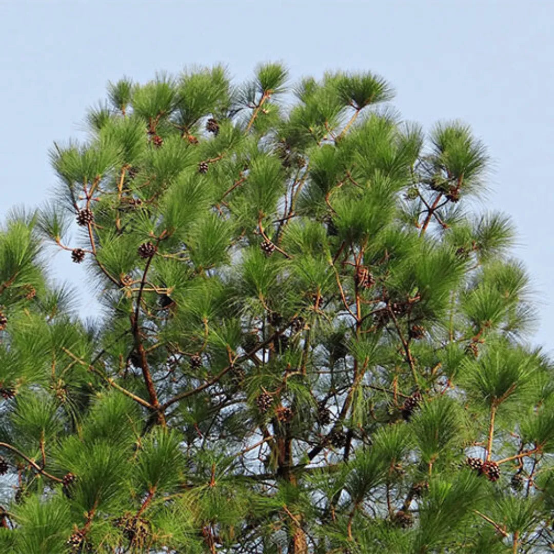 Pack of 7 Pine Plant