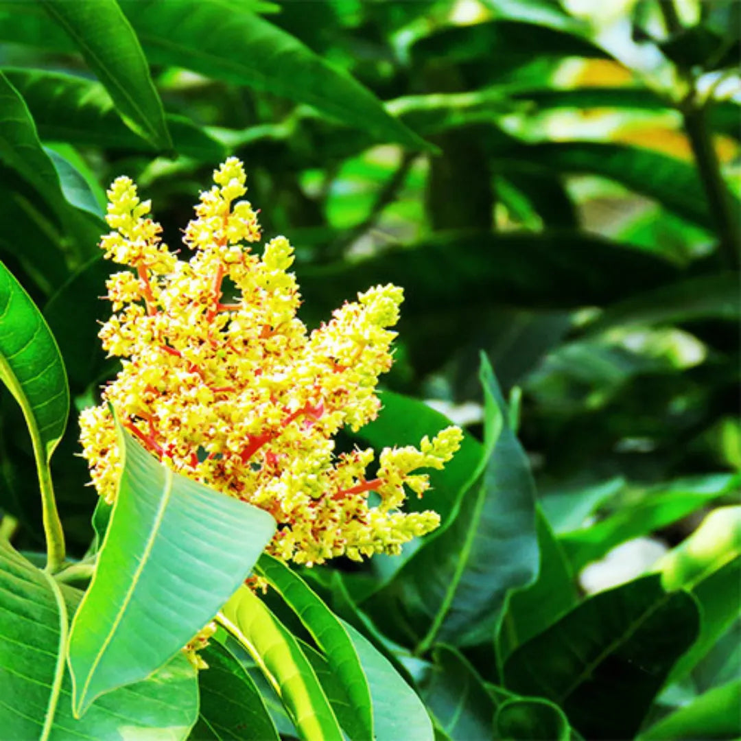 Amrapali Mango (Grafted) - Plant