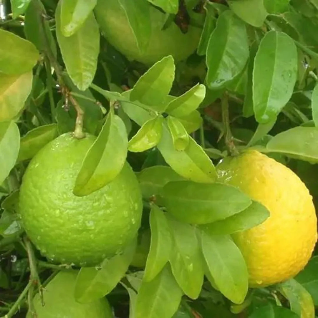 Mosambi Plant
