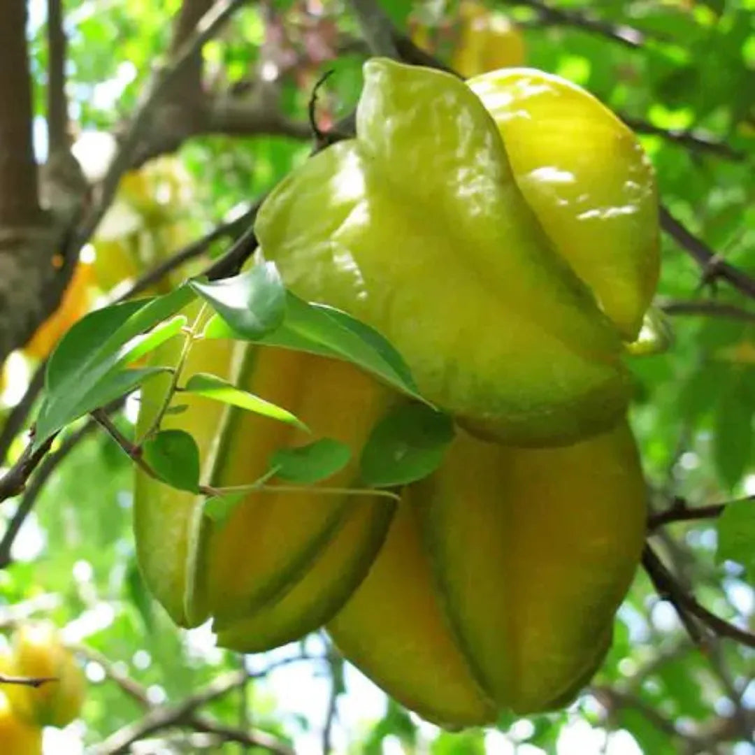 Star fruit-Carambola plant
