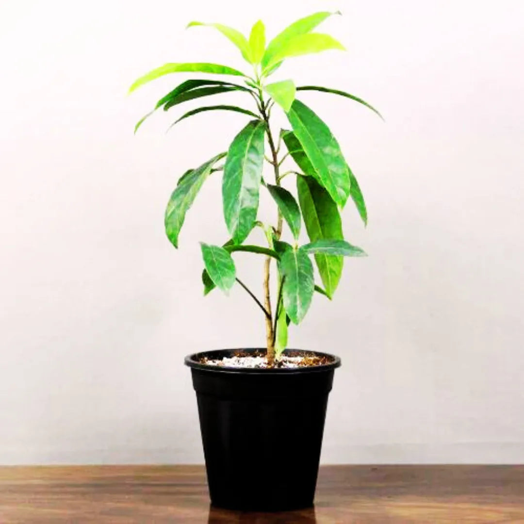 Rudraksha Plant