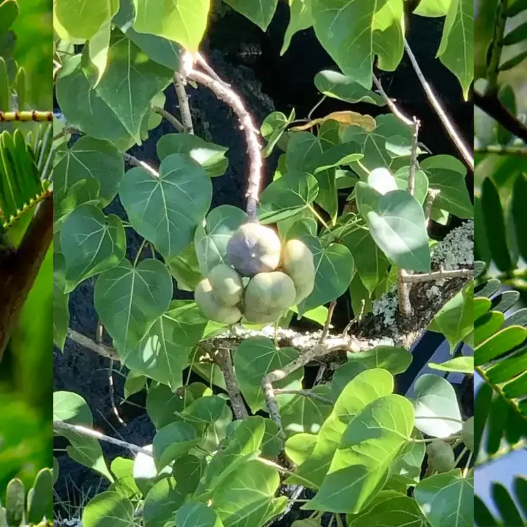 Peepal Plant