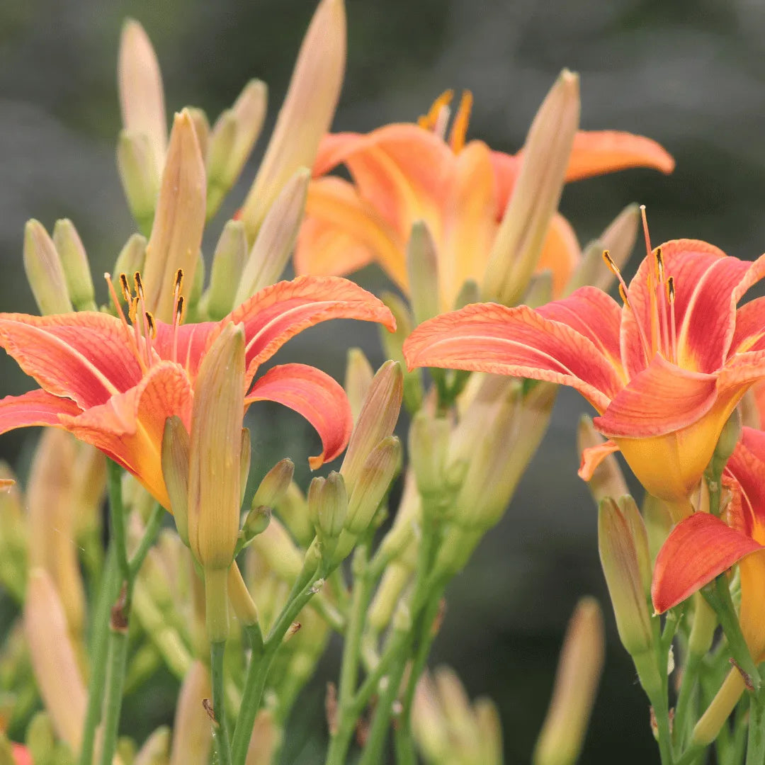 Day lilies sales toxic to dogs