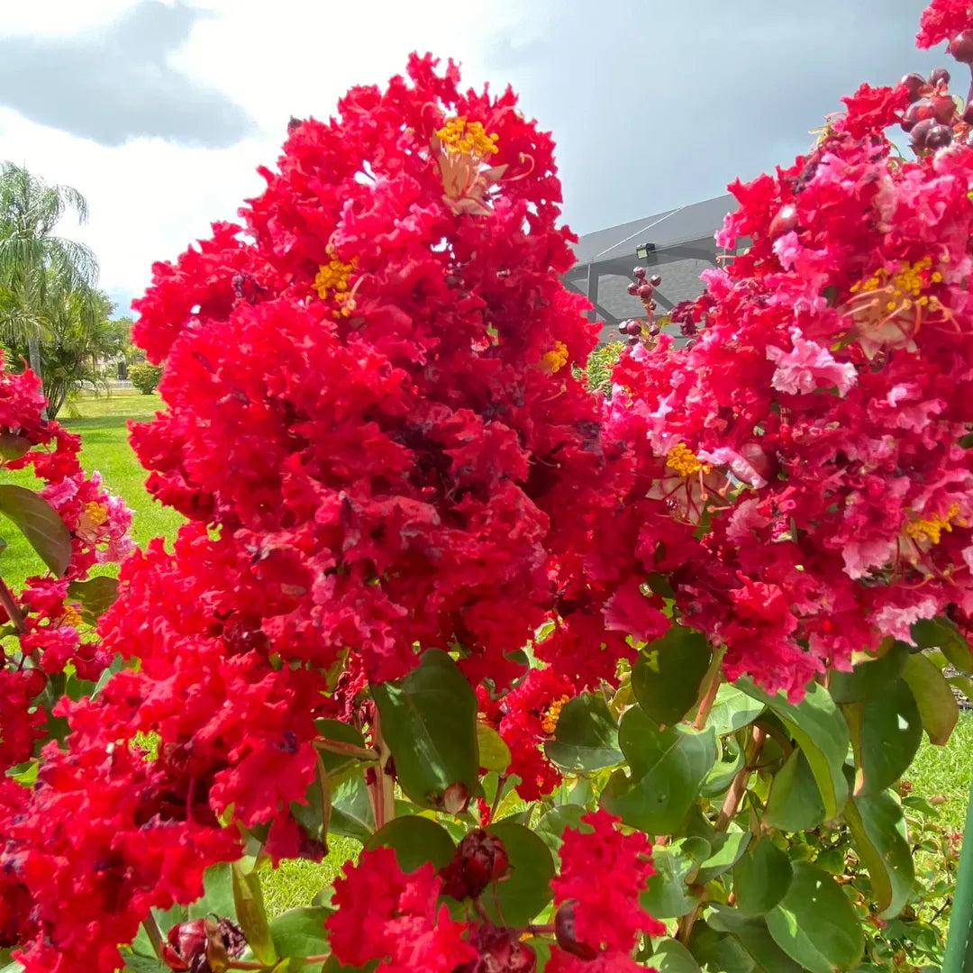 Lagerstroemia Plant