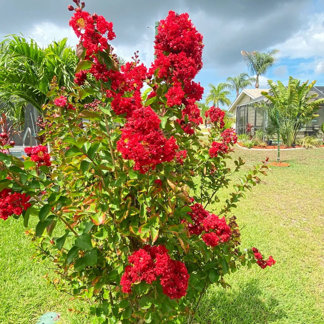 Radiant Red Crape Myrtle Plant