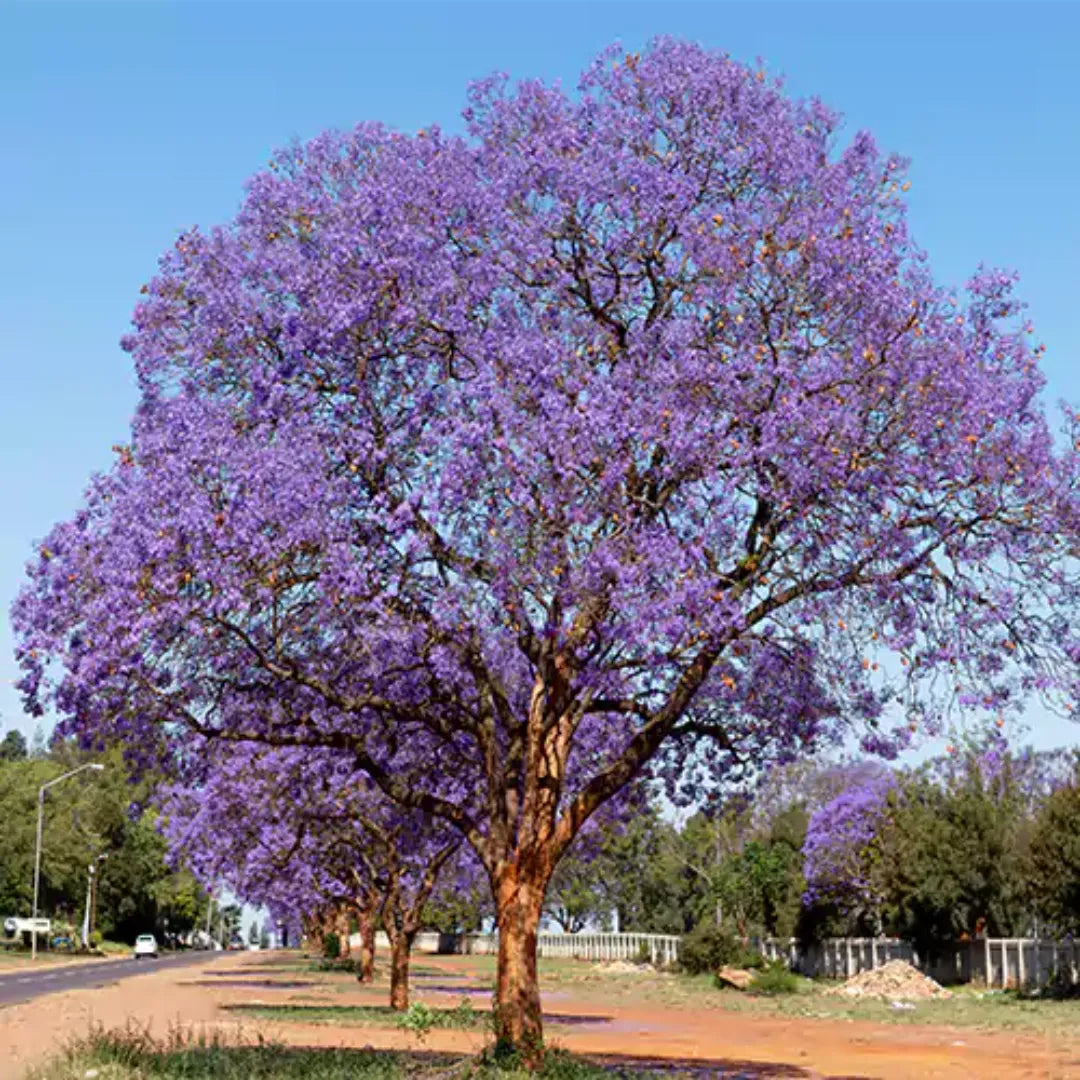 Jacaranda Mimosifolia
