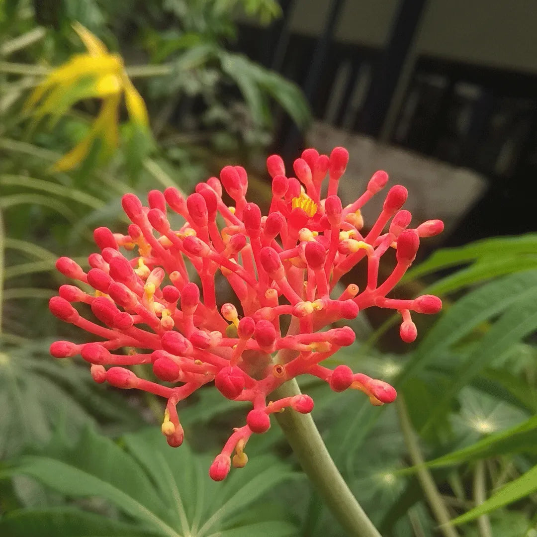 Buy Gout Plant online at Lalitenterprise