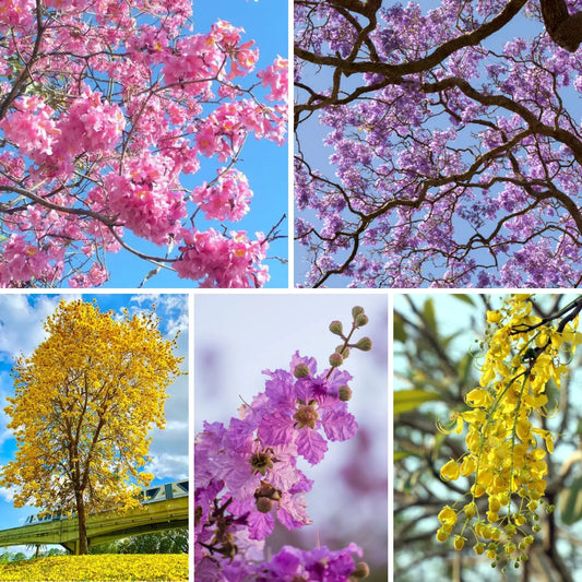 Top 5 Flowering Plants