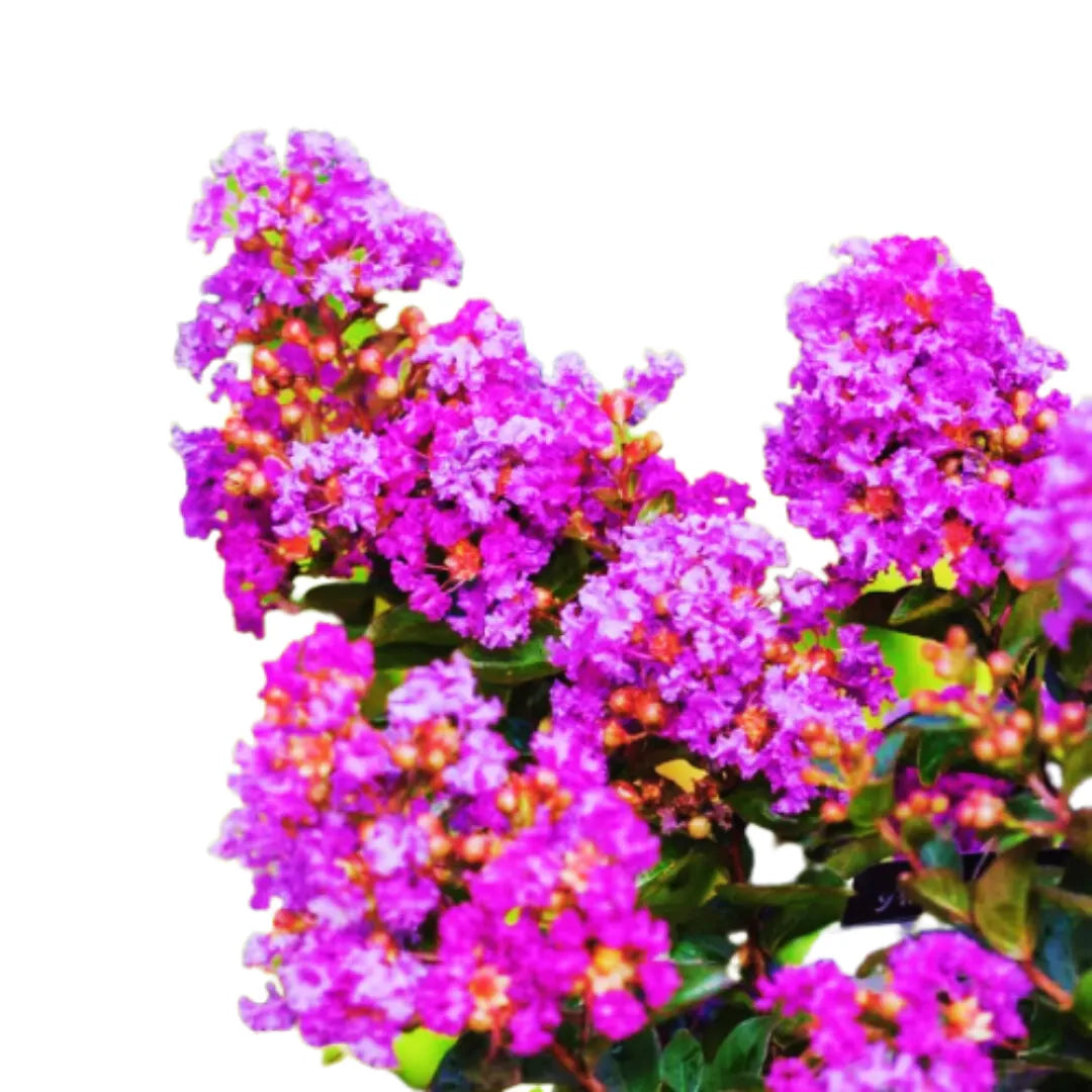 Purple Lagerstroemia Plant (Green Leaf)