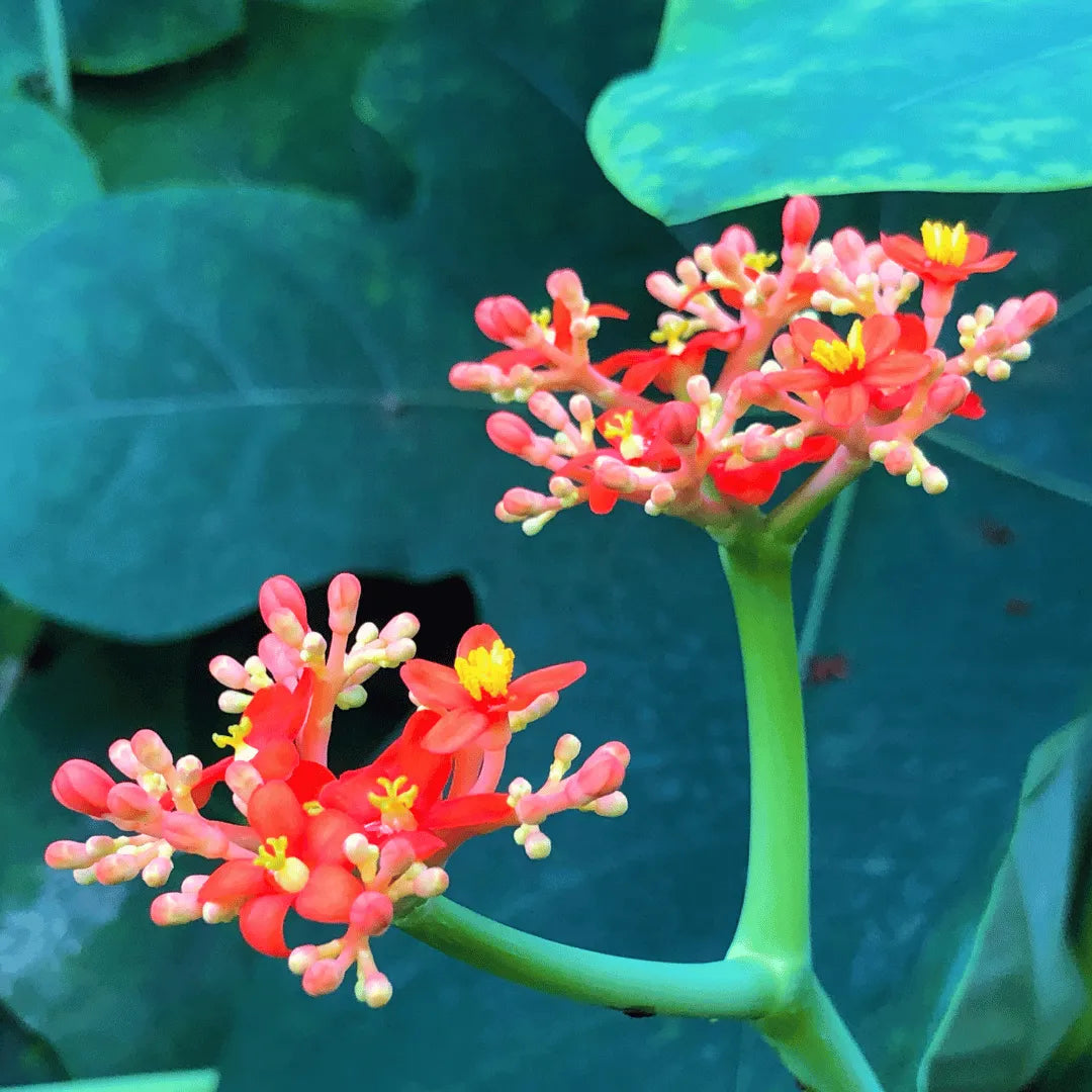 Buy Jatropha podagrica online at Lalitenterprise