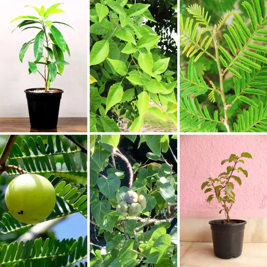 Beatiful Vastu plant