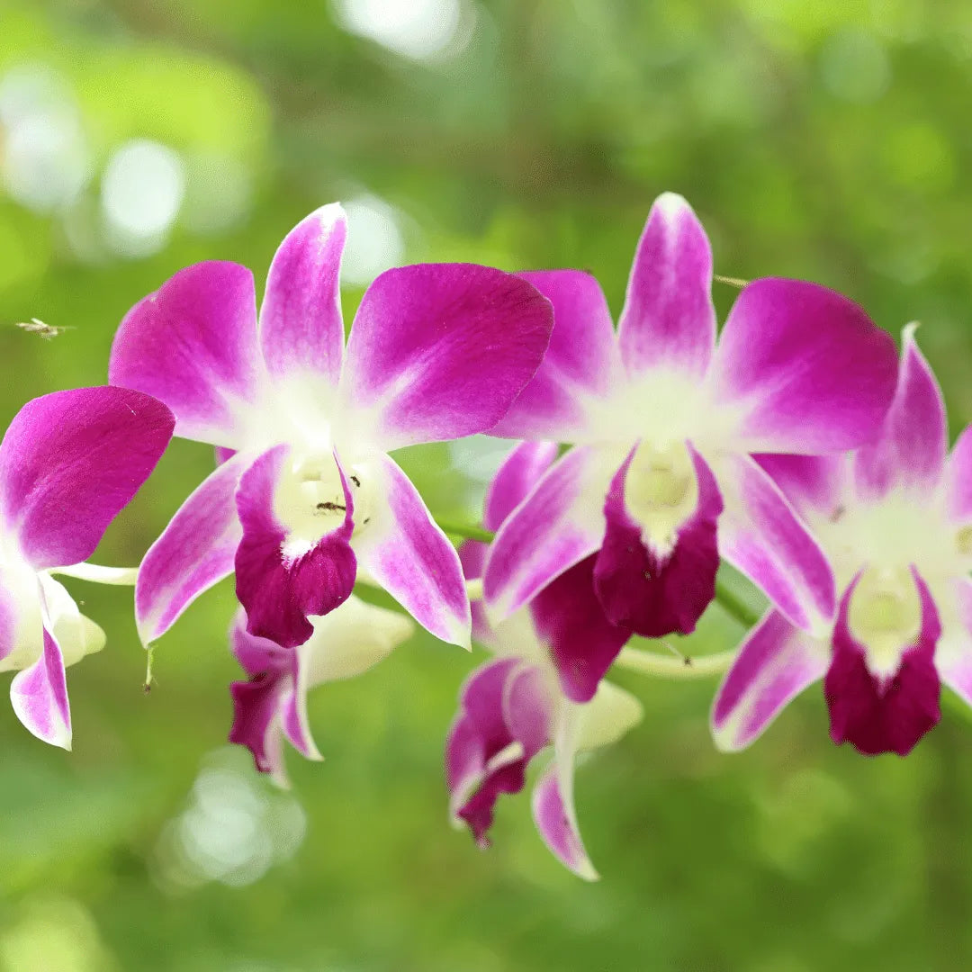 Buy Purple white Dendrobium Orchid Plant online at Lalitenterprise