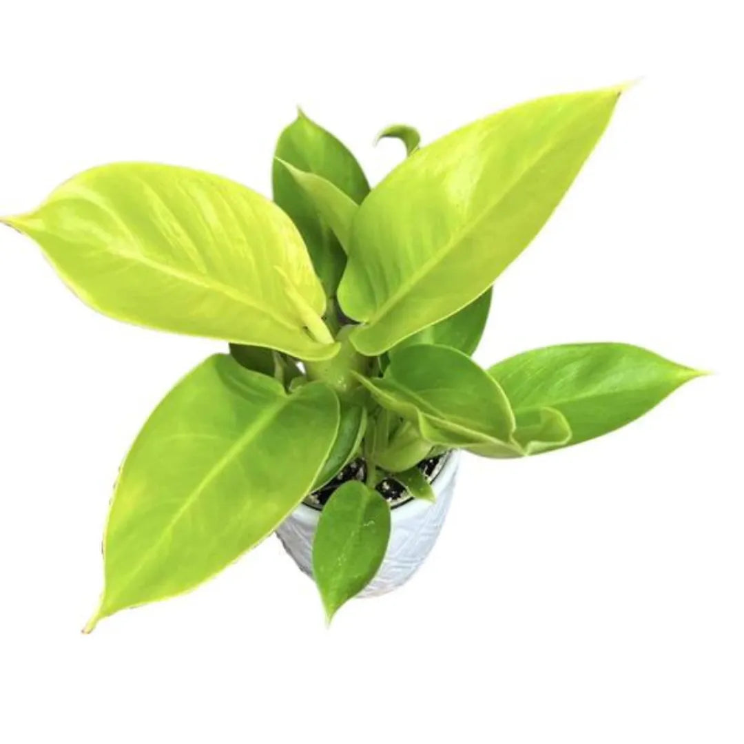 Philodendron Moonshine Plant