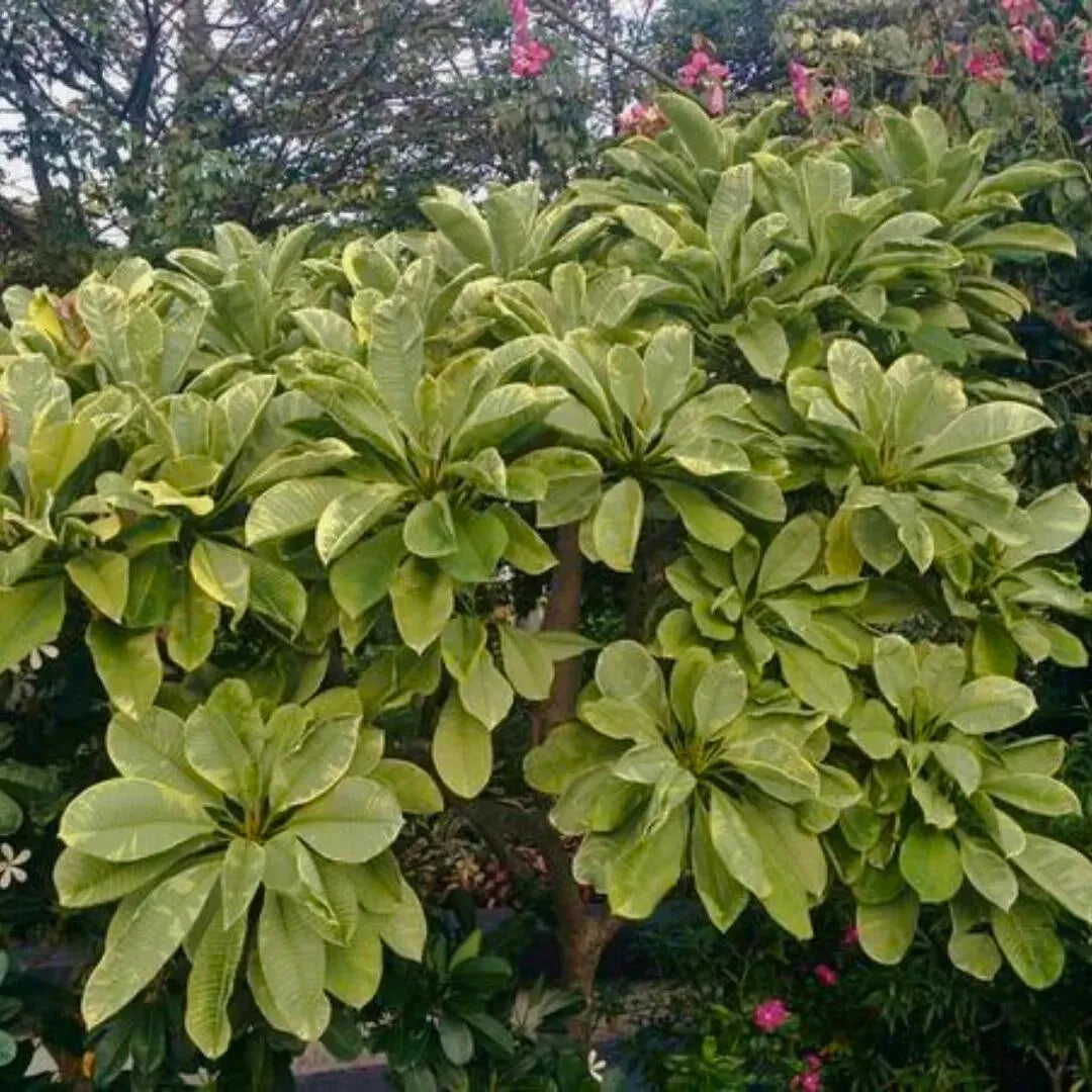 Buy Variegated Ametrine Plumeria - Plant Online at Lalitenterprise