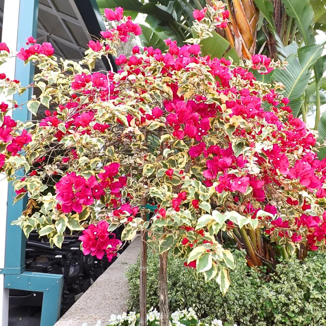 Variegated Bougainvillea (Dark Pink)