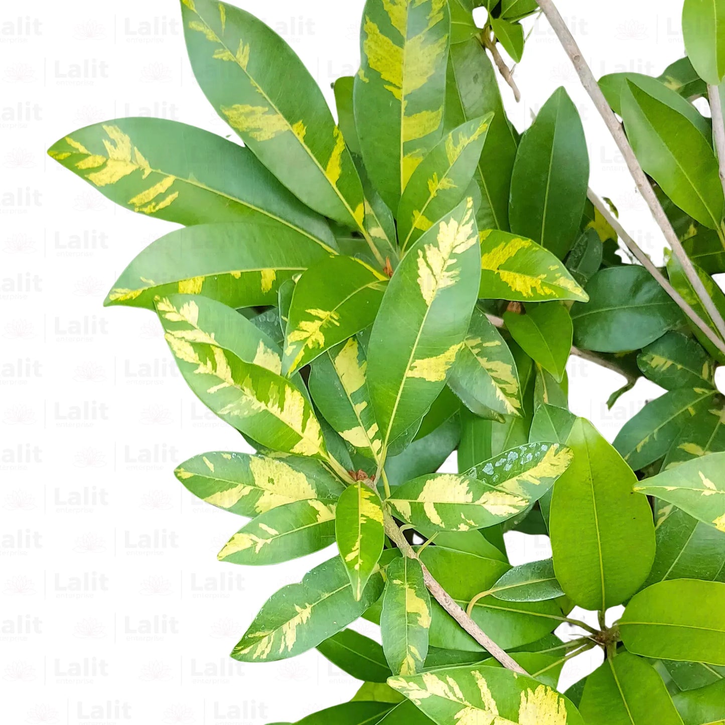 Buy Variegated Chiku - Plant Online at Lalitenterprise