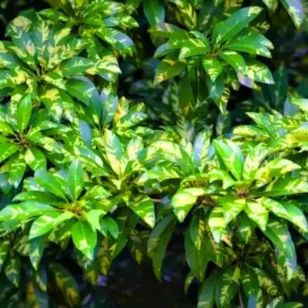 Buy Variegated Chiku (Sapodilla Variegated) "Grafted" - Plant Online at Lalitenterprise