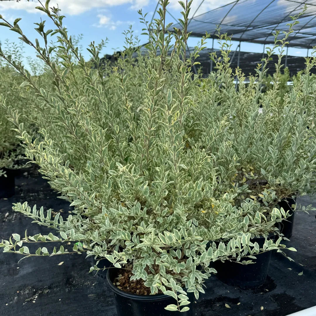 Variegated Chinese Privet (Ligustrum Sinense 'Variegatum')