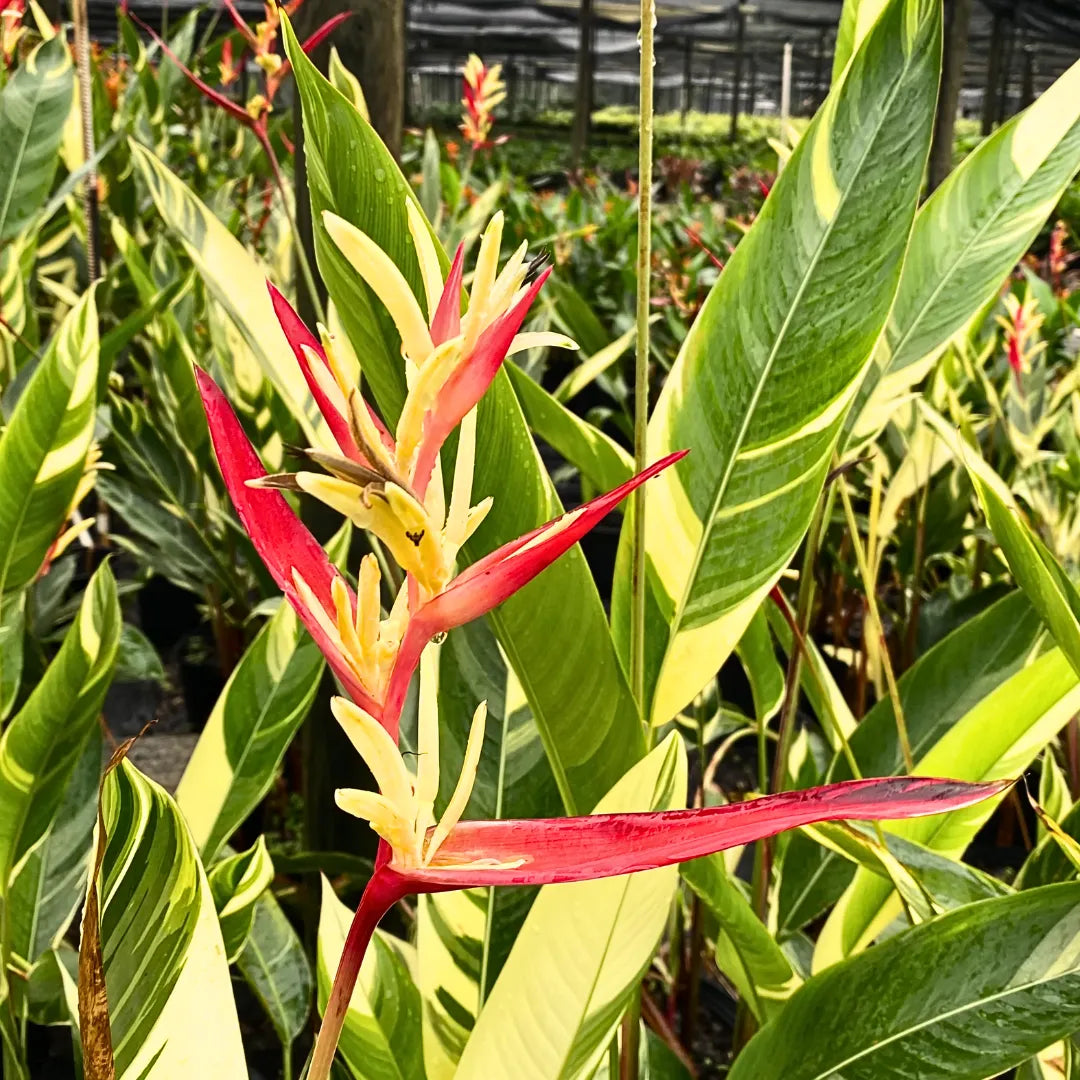 Buy Heliconia Variegated 'Lady Di' (Heliconia Psittacorum) - Plant Online at Lalitenterprise